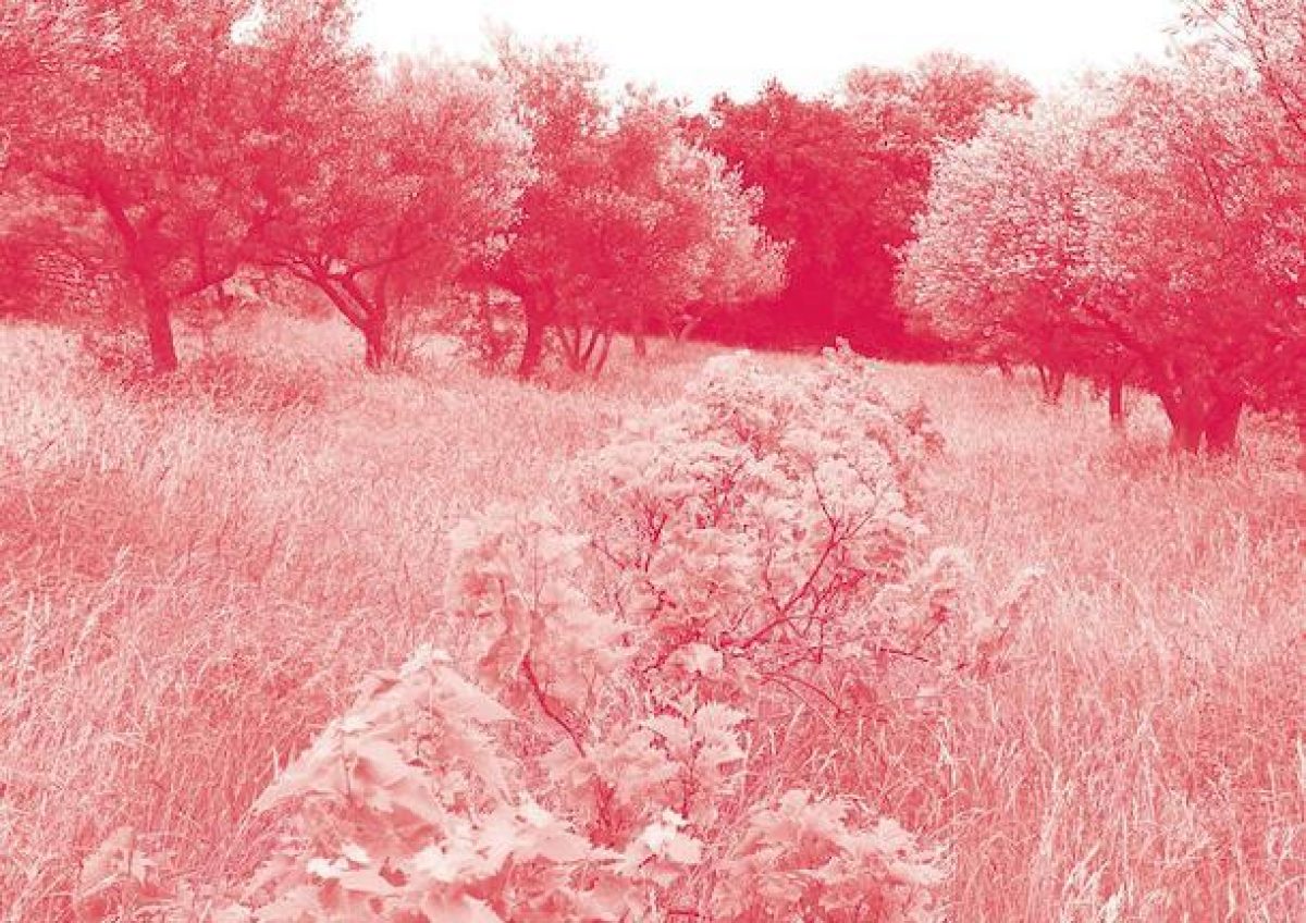 Επιστημονική Ημερίδα “Η μεσογειακή γεωργία απέναντι στην κλιματική αλλαγή : Η περίπτωση των αμπελιών και των ελαιοδένδρων”, 9 Οκτωβρίου 2015